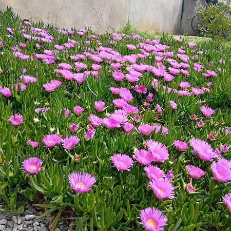 Daire Plaissan- Chez Laure&marc *